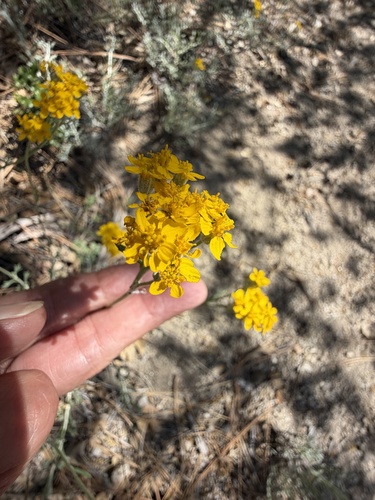 iNaturalist observation photo of Golden Yarrow