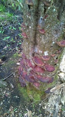 Ganoderma sessiliforme