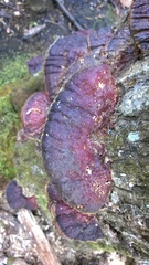 Ganoderma sessiliforme