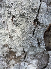 Pertusaria paratuberculifera