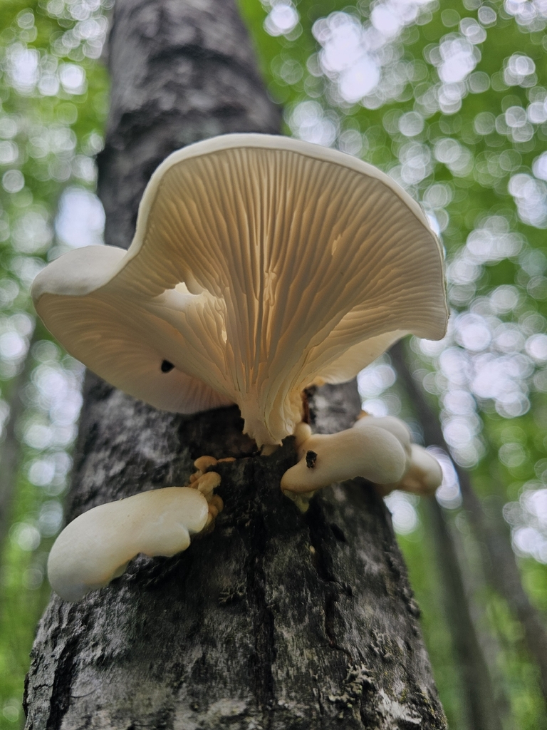 aspen oyster mushroom · June 2026 · photo: Photo: (c) Norma Malinowski, some rights reserved (CC BY) · iNaturalist