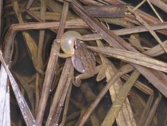 Pseudacris triseriata