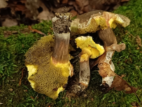 Sepia Bolete