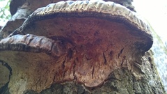 Ganoderma sessiliforme