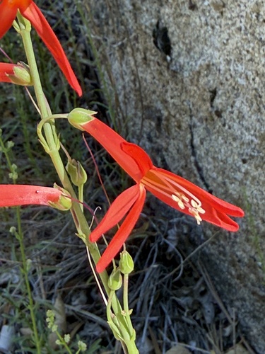 iNaturalist observation photo of San Gabriel beardtongue