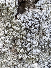 Pertusaria paratuberculifera