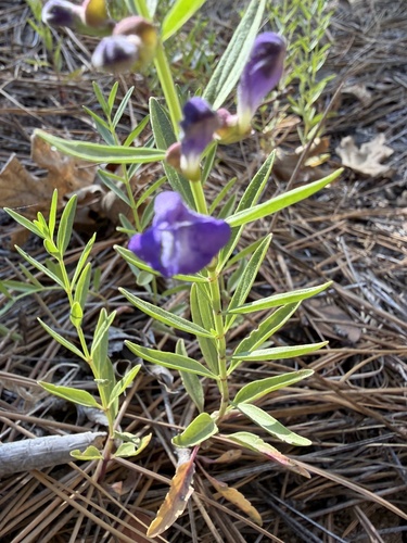 iNaturalist observation photo of Grayleaf Skullcap