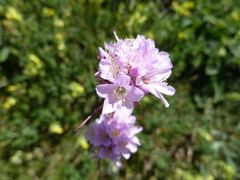 Armeria saviana