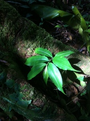 Dichorisandra hexandra