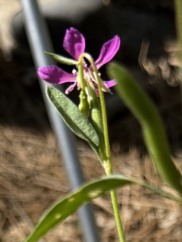 iNaturalist observation photo of diamond clarkia