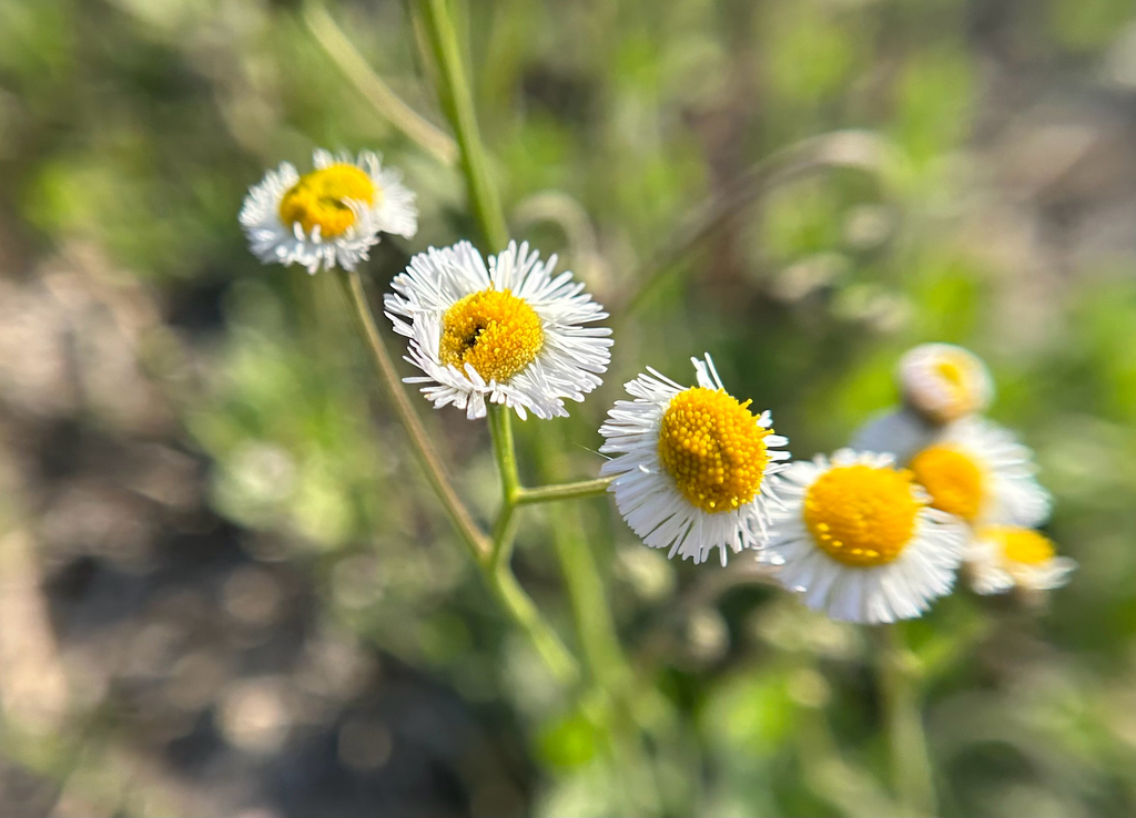 Erigeron quercifolius; photograph (c) ni_ki, some rights reserved (CC BY)