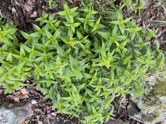 Monarda stipitatoglandulosa
