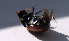 Aphodius pedellus