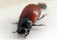 Aphodius pedellus