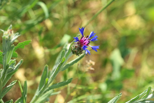 Centaurea depressa, photograph 3