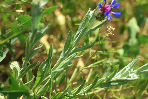 Centaurea depressa, photograph 4