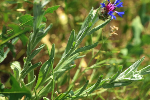 Centaurea depressa, photograph 5