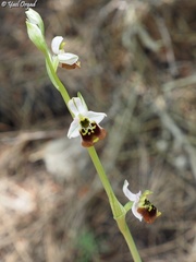 Ophrys bornmuelleri