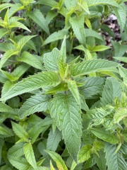 Monarda stipitatoglandulosa