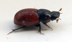 Aphodius pedellus