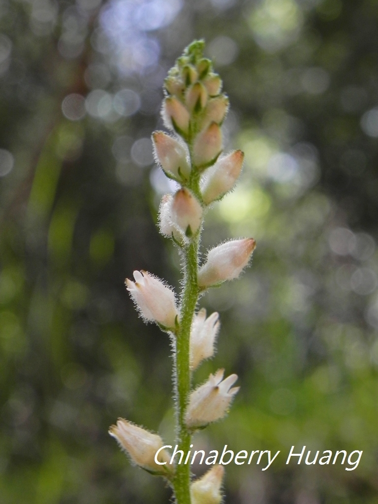 Aletris spicata