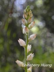 Aletris spicata
