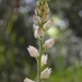 Aletris spicata - Photo (c) Lijin Huang (紫楝), algunos derechos reservados (CC BY-NC), subido por Lijin Huang (紫楝)