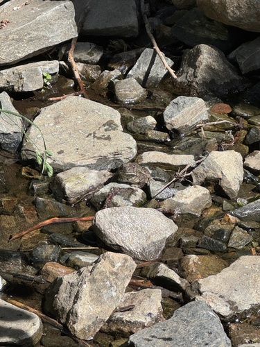 Woodhouse's Toad, Anaxyrus woodhousii