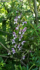 Salvia hierosolymitana