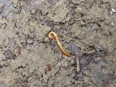 Scolopocryptops peregrinator