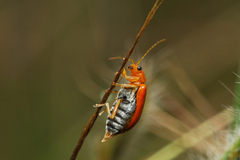 Aulacophora