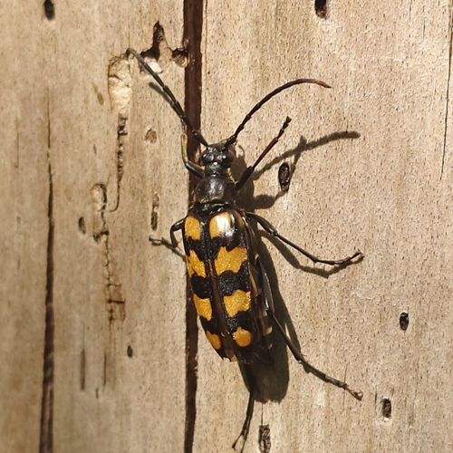 four-banded longhorn beetle, Santpoort-Noord, Netherlands, photo 9 of 10