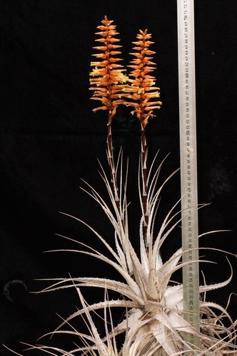 Encholirium eddie-estevesii