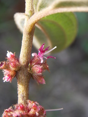 Miconia rubra