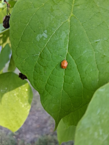 Asian Lady Beetle