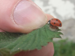 Dinocampus coccinellae