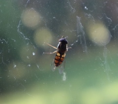Syrphus octomaculatus