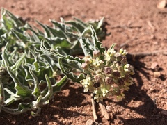 Asclepias macrosperma