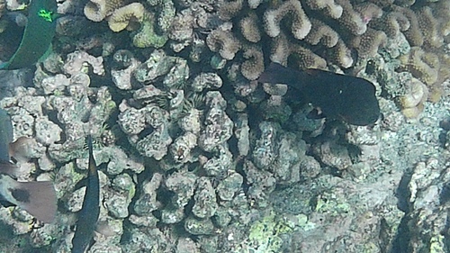 Chromis verater, 2026-01-10