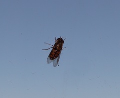 Syrphus octomaculatus