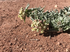 Asclepias macrosperma