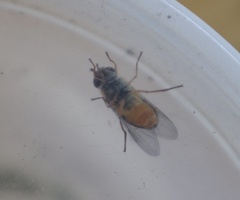 Syrphus octomaculatus