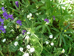 Viola etrusca