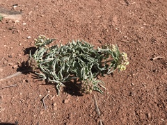 Asclepias macrosperma
