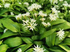 Allium ursinum