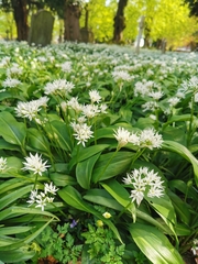 Allium ursinum