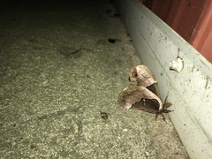 Callosamia angulifera