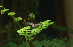 Pachliopta pandiyana