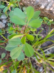 Trifolium dubium