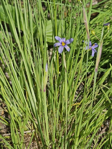 strict blue-eyed grass